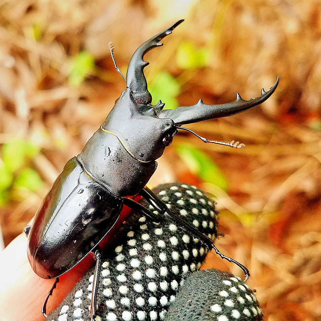 クワガタ写真 13